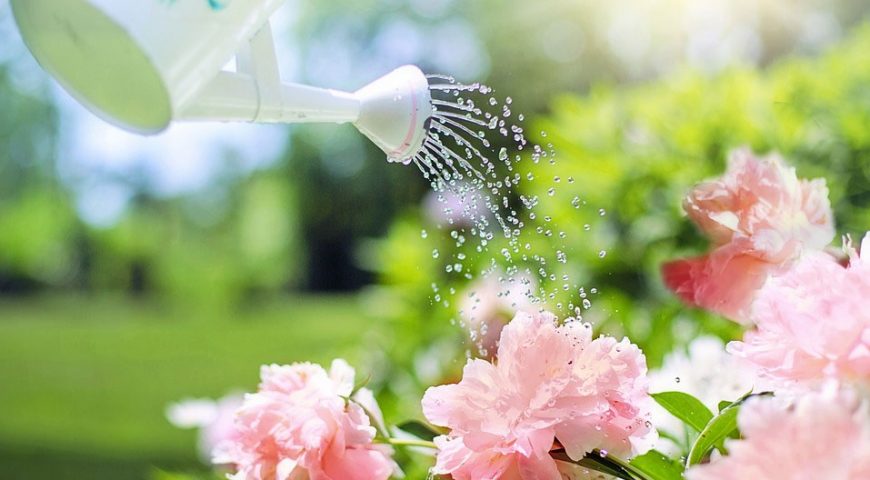 Krank: Was tun mit dem Garten?