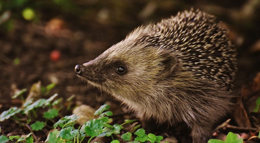 Igel retten!